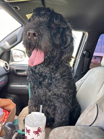Black Russian Terrier 1