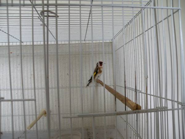 Canaries and finches 1