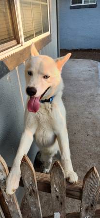 REHOMING ..Sweet and beautiful Siberian Husky (Connell)63658085065601123