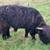 4 - 2024 Scottish Highlander Heifers and 1 Bull 5 thumbnail