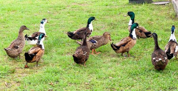 Black Swedish Ducks 1