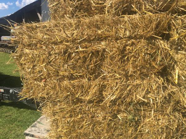 Barley Straw (pond algae control) 1