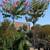 Crepe Myrtle Tree 5 thumbnail