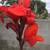 TROPICAL CANNA LILY 2 thumbnail