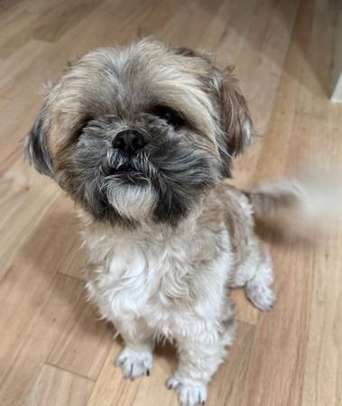 5 year old Shi Tzu (san jose south)