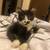 Kitten 9 weeks old 1 thumbnail