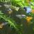 Guppies/Fishes 1 thumbnail
