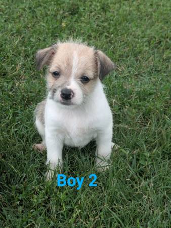 Cruce de maltés y yorkie (Albertville)63483241872129120