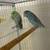 Parrotlet-pair 6 thumbnail