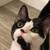 Kittens available for immediate adoption. 6month old sisters 1 thumbnail
