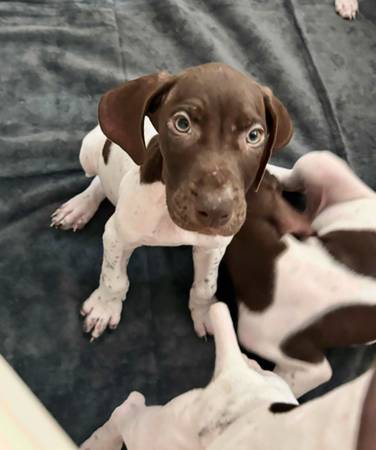 Cachorros de pelo corto alemán (Hanford)63695922189313121