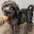 Labradoodles 9 thumbnail