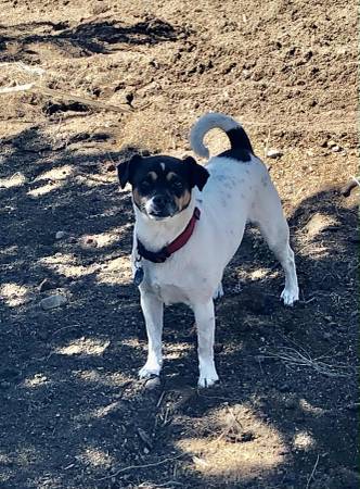Missing Dog (La Pine, Klamath County)63678139251715121
