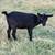 Nigerian Dwarf Doeling Goat 1 thumbnail