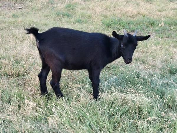 Nigerian Dwarf Doeling Goat 1