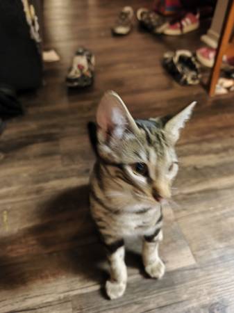 Beautiful and loving kitten for a re-home (Petaluma)64018041328387122