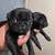 6 week old pugs 2 thumbnail