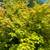 Maple Tree Sale!! 2 thumbnail