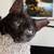 3 Awesome Bonded Foster Cats need a special home 15 thumbnail
