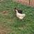 LAYING HENS CHICKENS HEN CHICKEN LAYING 4 thumbnail