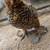 Chicks, hatching eggs 2 thumbnail