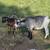 Nigerian Dwarf Goats 2 thumbnail