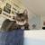 Lost cat: Millard Area 5 thumbnail