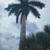 Royal palm seedlings 3 thumbnail