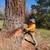 Affordable Tree Care Santa Rosa 10 thumbnail
