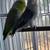 Parrotlets 2 thumbnail