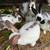 Meat rabbits 4 thumbnail