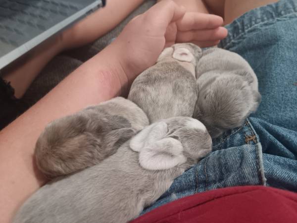 Mini Plush Lops 1