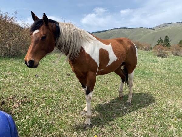 2 Paint Mares 1