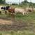 7 Bred Cows 3 thumbnail