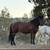 Gorgeous 1/2 Friesian Mare. Unlimited Potential. Smart/Sweet 2 thumbnail