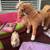 Only Hearts Club Doll & Dog & Horse Set 3 thumbnail