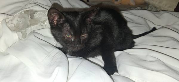 Rehoming kittens (Houston)63859316052737124