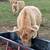 Highland cows 5 thumbnail
