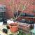 Plant Sale Sat 23 August 10:00 am to  1:00 pm 7 thumbnail