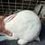 Rabbits 2 thumbnail