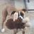 Boxer female 1 thumbnail