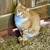 Barn Cats for Rodent Control - Neutered/vaccinated/delivered FREE! 14 thumbnail