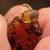 Isopods 1 thumbnail