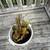 Cactus 2 thumbnail
