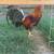 Gamefowl 1 thumbnail
