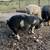 Kune kune pigs 3 thumbnail