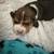 Beagle Puppies 6 thumbnail