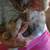 Free tabby kittens 3 thumbnail