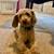 MINI Poodle potty/crate trained 4 rehome 3 thumbnail