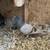 2025 Homing Pigeons 4 thumbnail